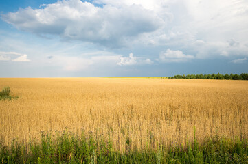 Obraz premium View of wheat field