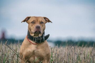 Portrait of an American Pit Bull Terrier in a wide collar in the grass.