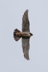 Peregrine Falcon out hunting on the wing for food to give to its chicks