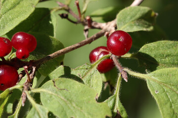 Soft focused image of juicy ripe red wolf berries in the rays of the setting autumn sun against the backdrop of green forest trees.