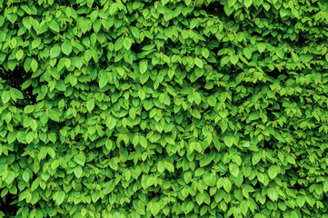 Obraz premium Green shrub hedge, fresh green leaves for texture background. Lush vegetation close-up.