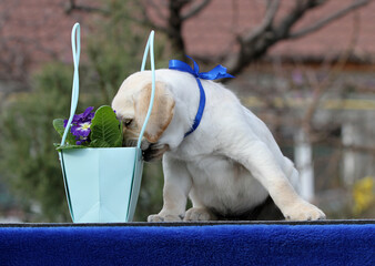 the sweet nice yellow labrador puppy on the blue