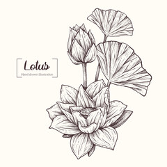 Lotus in graphic style. Vector flower, bud and lotus leaves. Vector Hand Drawn in doodle style. Sketch Botanical Illustration. 