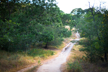 Curved sandy trail in a summer green park with bushes and trees
