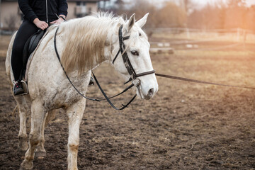 Beautiful young girl riding a white horse