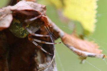 A large forest spider is waiting for its prey for dinner in ambush. Soft focused image.
