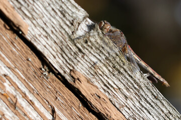 A large brown dragonfly on an old wooden board is basking in the sun. Soft focused image.