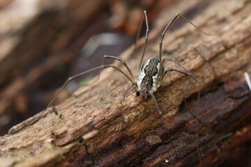 A large brown mower spider sits on a rotten tree in the forest. Soft focused image.