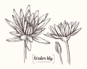 Water lily in graphic style. Vector Hand Drawn in doodle style. Sketch Botanical Illustration. Lily black ink sketch. The wild botanical garden is in bloom. Great for packaging, labels, decor