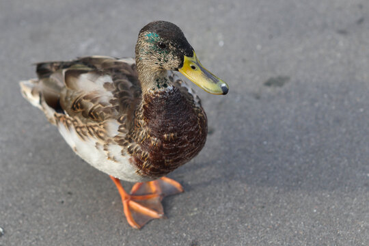 A young mallard drake with bright orange paws stands on the asphalt. Soft focused macro image.