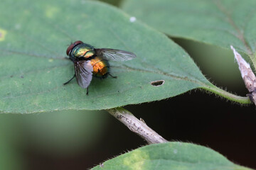 Large shiny green Lucilia caesar fly with frayed wings sits on a shaggy leaf in the forest. Soft focused macro image.