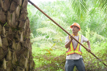 Senior traditional asian palm oil farmer pruning palm oil fronds and harvesting palm oil fruit with cutting tool