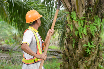 Senior traditional asian palm oil farmer pruning palm oil fronds and harvesting palm oil fruit with cutting tool