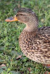 Young mallard duck stands on the lawn in the park. Soft focused macro image.
