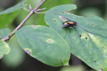 Large shiny green Lucilia caesar fly with frayed wings sits on a shaggy leaf in the forest. Soft focused macro image.