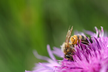 A bee collects nectar from a pink blossoming Onopordum acanthium flower. Soft focused macro image.