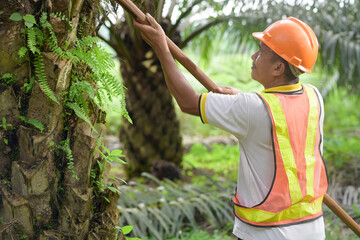 Senior traditional asian palm oil farmer pruning palm oil fronds and harvesting palm oil fruit with cutting tool