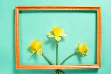 Yellow narcissus flowers in a wooden border on the turquoise background. Springtime concept. Easter flat lay with copy space. 