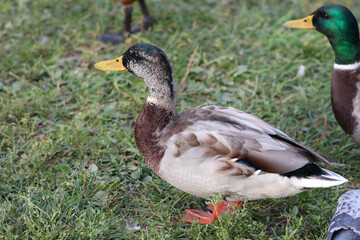 Naklejka na ściany i meble Young mallard drake stands on the lawn in the park surrounded by other ducks. Soft focused macro image.
