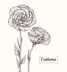 Eustoma in graphic style. Vector Hand Drawn in doodle style. Sketch Botanical Illustration. Eustoma black ink sketch. The wild botanical garden is in bloom. 