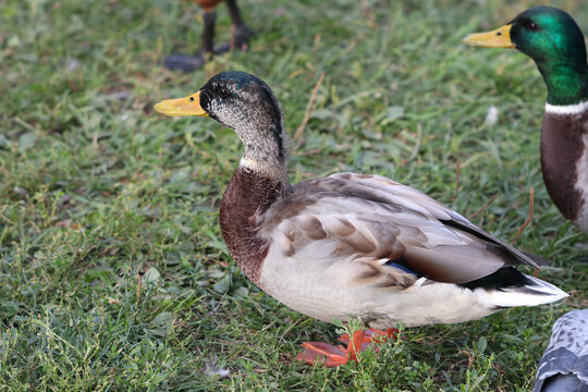 Young mallard drake stands on the lawn in the park surrounded by other ducks. Soft focused macro image.