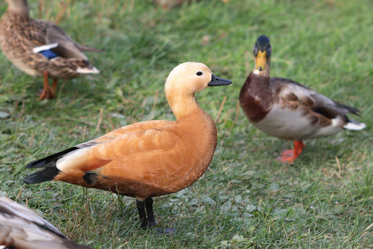 Adult Tadorna ferruginea red duck stands on the lawn in the park surrounded by other ducks. Soft focused macro image.