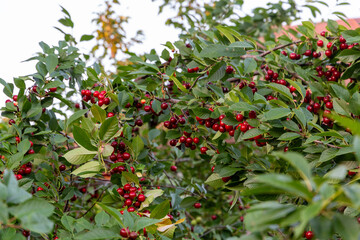 A branch of cherry tree with many big fresh ripe tasty berries