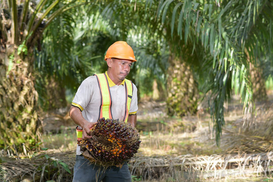 Asian farmer palm oil lifting oil palm fruit wearing safety helmet and work vest