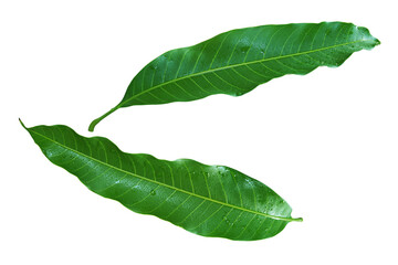 Fresh Green Mango Leaves with Water Drops Isolated on White Background with Clipping Path