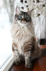 Naklejka na ściany i meble Cute Siberian cat sits by the window