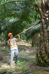 Senior traditional asian palm oil farmer pruning palm oil fronds and harvesting palm oil fruit with cutting tool