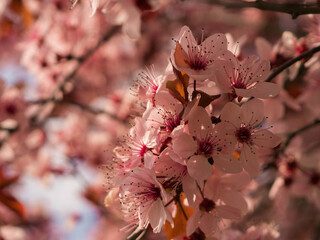 Pink flowers on a tree in the park