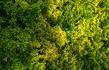 Fototapeta premium Tiny Forest Top View