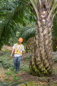 Asian farmer palm oil walking beside oil palm tree wearing safety helmet and work vest