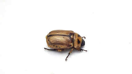 state potato beetle isolated on white background