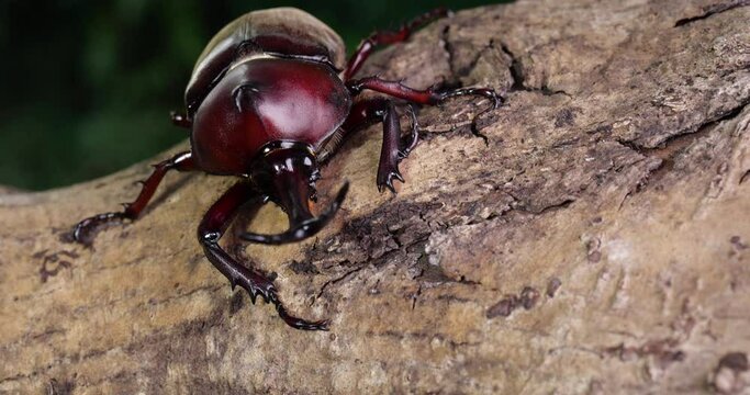 Video of dolly shooting a male beetle in the forest.