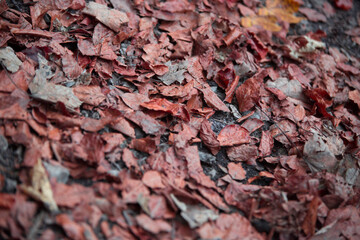 Colorful leaves in the autumn