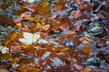 Colorful leaves in the autumn