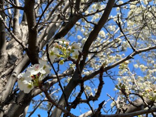 blooming tree