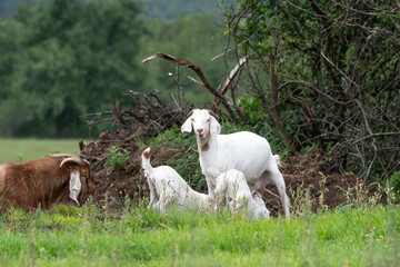 mother goat feeding baby goats