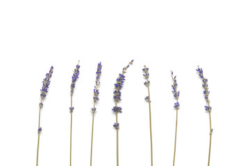 Dried lavender flowers isolated on white background. Flower composition. Top view, flat lay.