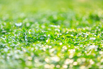 Selective focused on green tree leaf bush for background.