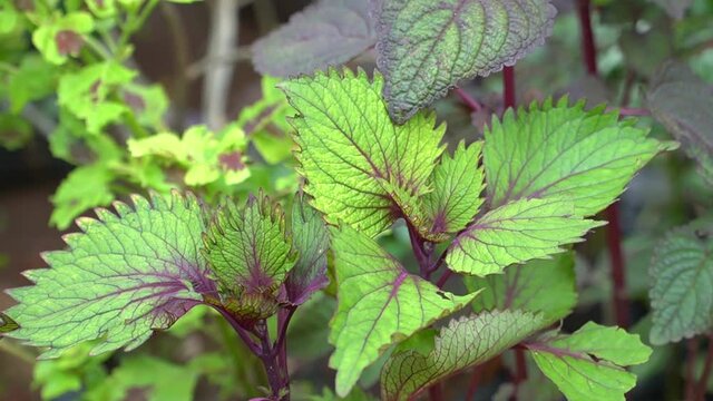 Leaves Of Koleus Plant, Solenostemon Scutellarioides , Labiatae, Painted Nettle, plectranthus scutellarioides