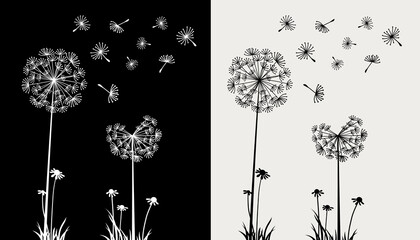 Dandelion flying in the wind on black and cream background