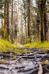 Obraz premium A walk through a park.