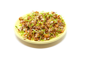 Sprouted red lentil in the plate on white background