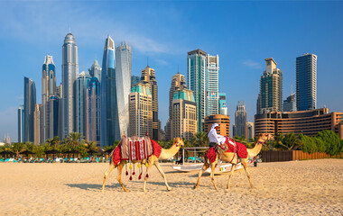  The camels on Jumeirah beach and skyscrapers in the backround in Dubai,Dubai,United Arab Emirates