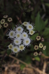 Sticky Snakeroot white color flower is blooming like the Corona Virus Diagram