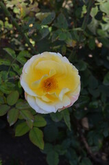 yellow rose with water drops