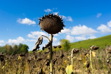 Dead sunflower
